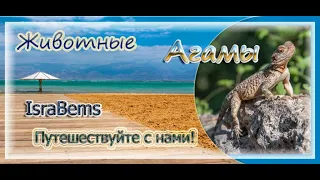 Агамы - забавные ящерицы (Agamas - funny lizards)