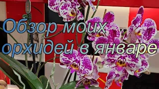 Обзор моих орхидей в январе 2023 года, часть 2#обзор#цветы#орхидеи#уход#фаленопсис