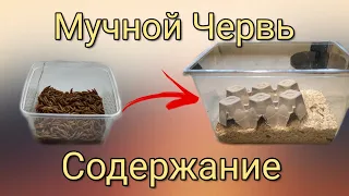 Содержание Мучного Червя. Как его выращивать?