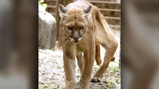 Big Cat Rescue: Crippled Cougar Undergoes Emergency Leg Surgery