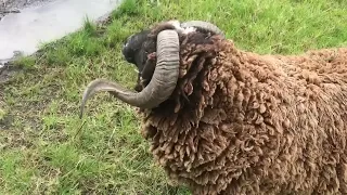 Angry Ram