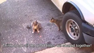 Drama Cat (With subtitles)