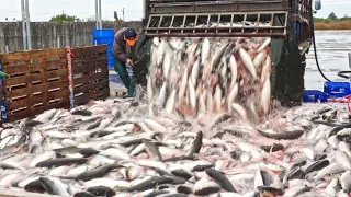 Amazing Skill！Fish Cutting Skills, Various Fish Catch / 驚奇的台灣美食！ 魚的切割技能