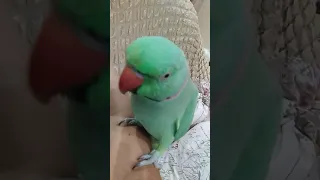 Классный разговаривающий папугай