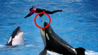Ataques de orcas que terminaron TERRIBLEMENTE mal