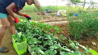 HARVESTING SPINACH IN MY GARDEN