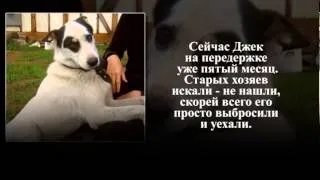 Джек. История о собачьей Верности.mp4