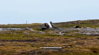 Standoff Between Arctic Fox and Snowy Owl || ViralHog