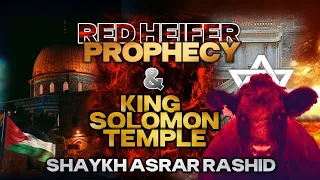 Red Heifer Prophecy Temple Of Solomon Masjid Aqsa Shaykh Asrar Rashid