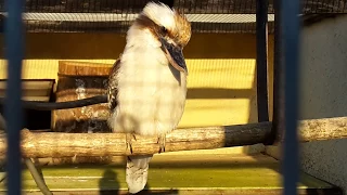 Кукабарра птица  Kookaburra