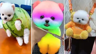 Cute Pomeranian Puppies Doing Funny Things #1  - Cute and Funny Dogs 2024