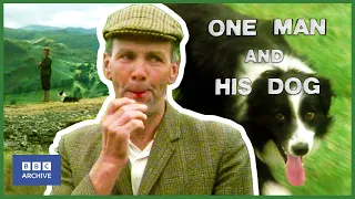 1976: How DOGS understand a SHEPHERD'S WHISTLE | One Man and His Dog | Animal Magic | BBC Archive