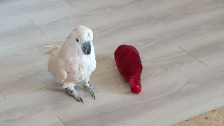 Funny Cockatoo Steals Dog Toy