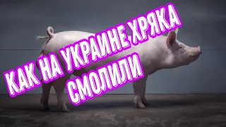 КАК НА УКРАИНЕ ХРЯКА СМОЛИЛИ/ЗАБОЙ ДОМАШНЕГО СКОТА/ПОЛУФАБРИКАТЫ ИЗ СВИНИНЫ