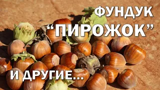 ФУНДУК ПИРОЖОК,ДАР ПАВЛЕНКО и другие ОРИГИНАЛЫ 2021