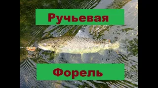 Ловля форели в Башкирии спиннингом и на мушку. Интересные находки. Травма.