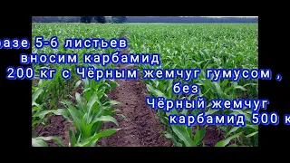 Кукуруза доза удобрений NPK ,ПРК Чёрный жемчуг гумус, ПРК Белый Жемчуг