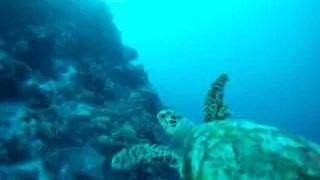 A sea turtle swimming in Bonaire