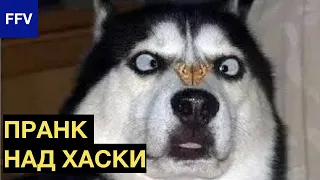 Пранк над собаками из ТикТок/Смешные собаки/Смешное видео про собак на TikTok
