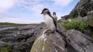 Hornøya Guillemot run july 2015 © Biotope