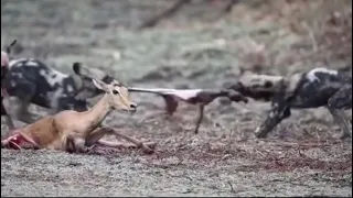 Pregnant 🤰 gazelle and it’s unborn baby eaten alive by wild dogs 🐺 🤦🏿‍♂️