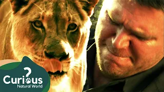 Lion Savagely Attacks Conservationist | Human Prey | Curious?: Natural World