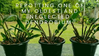 Dividing and Repotting Dendrobium Orchid