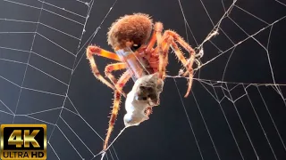 Spider catching its prey, wrapping and eating video