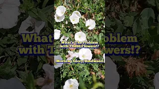 What's The Problem with These Flowers? Morning Glory Bindweed Invasive Weed