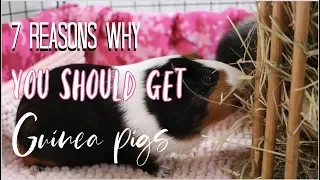 7 Reasons Why You Should Get Guinea pigs! Ft. Piggies world