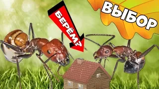 Как выбрать муравьиную ферму и муравьёв?