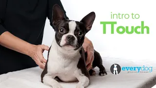 Intro to Tellington Touch (TTouch) for Dogs!