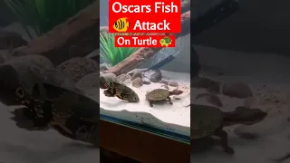 Oscar Fish attack #fish #attack #turtle #shorts #youtubeshorts #viral #trending #dangerous