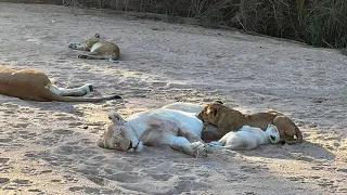 White lion cub with siblings and pride | andBeyond Ngala | WILDwatch