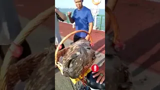 Uncle caught a giant garoupa at Bedok Jetty