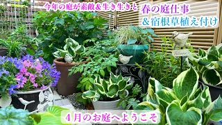 【素敵＆癒しの庭づくり】【宿根草植え付け】【４月の庭】【春の庭仕事】ヤブラン株分け/ガーデニング/芝