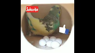 How to know if Budgie Eggs Are Fertilized /How to check Bird Eggs #budgie_parakeets