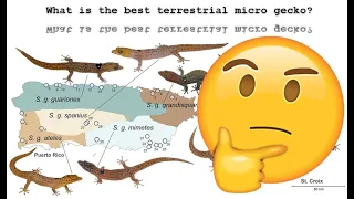 Top Terrestrial Micro Geckos