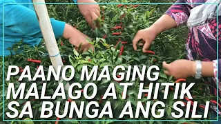 PAANO MAGING MALAGO AT HITIK SA BUNGA ANG SILI