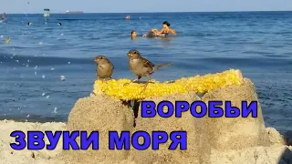 Шум прибоя птицы чайки, воробьи на море дикие животные у волны на пляже едят кукурузу. Звуки природы