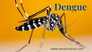 Dengue e Febre Hemorrágica da Dengue - Dr. Renato Cassol Infectologista