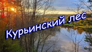 Курьинский лес