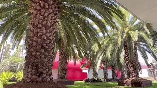 ROBERT IRWIN PALM TREES AT LACMA