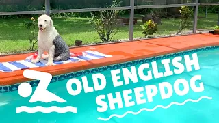 Old English Sheepdog 1st Pool Day┃#ourdogWallace┃Ed&Mel