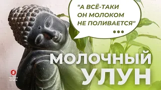 Молочный Улун и что с ним не так | Альтернативы без ароматизаторов | Чайная Почта