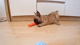 Французский бульдог Добрыня! Маленький щенок / French bulldog Dobby