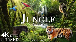 JUNGLE 4K - Lost in the Rainforest - Nature Relaxation Film - Travel Nature