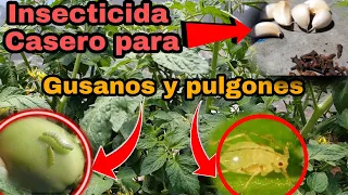 Dile Adiós a PULGONES y GUSANOS en tomates y otras plantas mezclado 2 ingredientes caseros