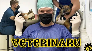 ANTANASJ NORI BŪTI VETERINARU || Laisvės TV X