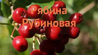 Рябина обыкновенная Рубиновая (sorbus rubinovaya) 🌿 обзор: как сажать, саженцы рябины Рубиновая